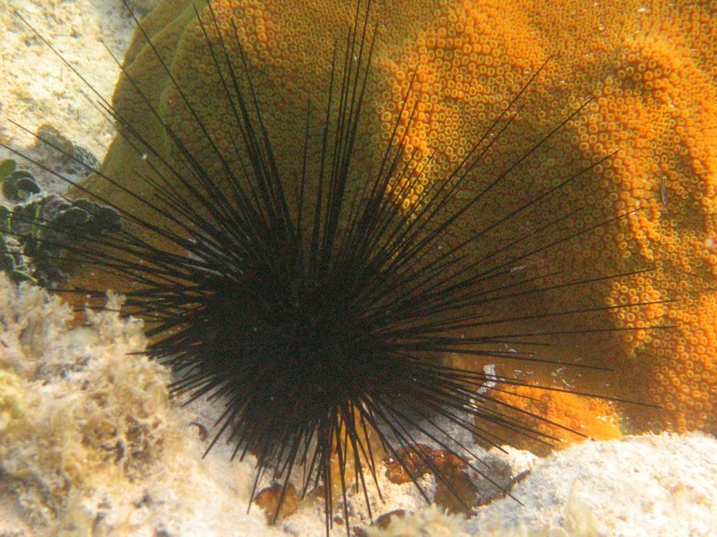 A big black long-spine sea urchin with a coral in the background.