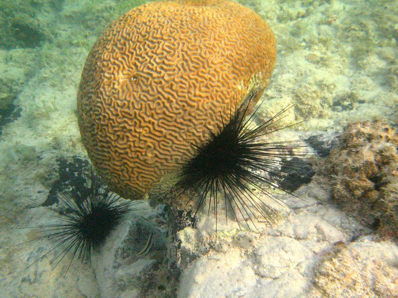 Another sea urchins hidden close to a brain coral