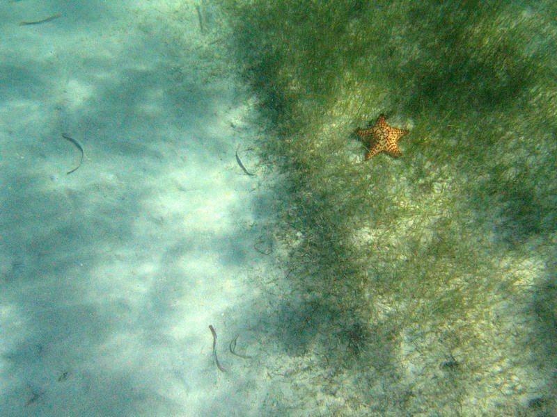 Starfish down at the bottom
