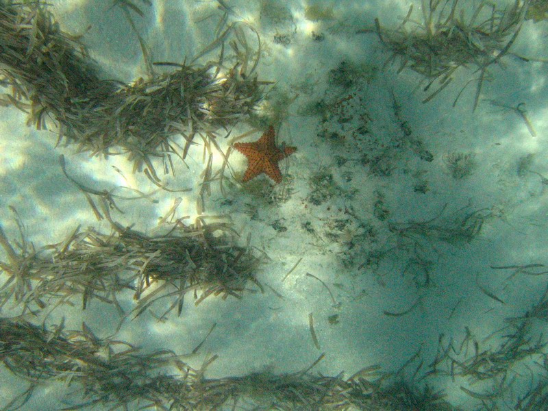 Sea urchins, seastars, etc... picture 6361