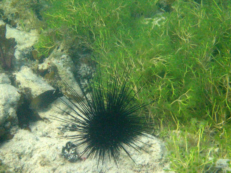 And an urchin again