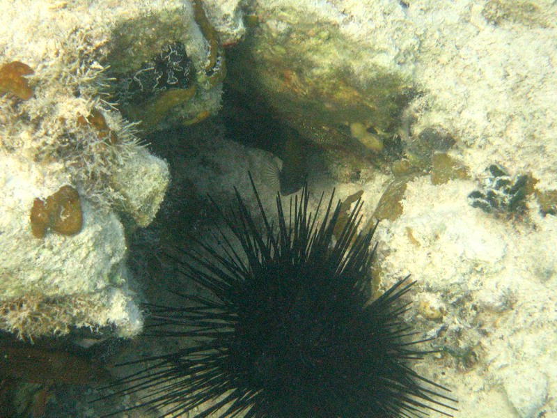 Sea urchins, seastars, etc... picture 6398