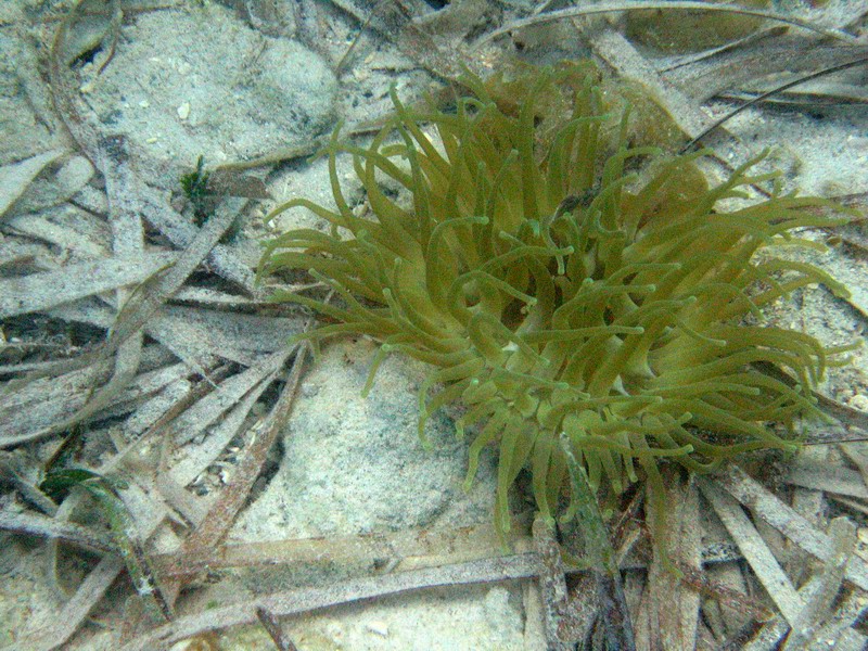 Another sea-flower at the bottom (April 2006)