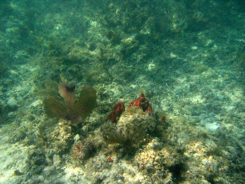 Corals, anemones, ... picture 6363