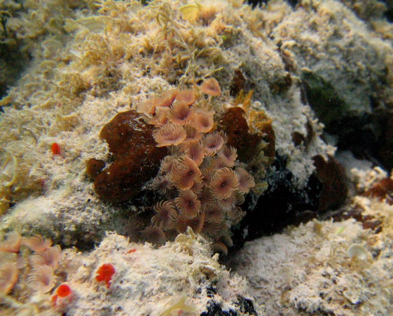 A colony of sea worms on a reef