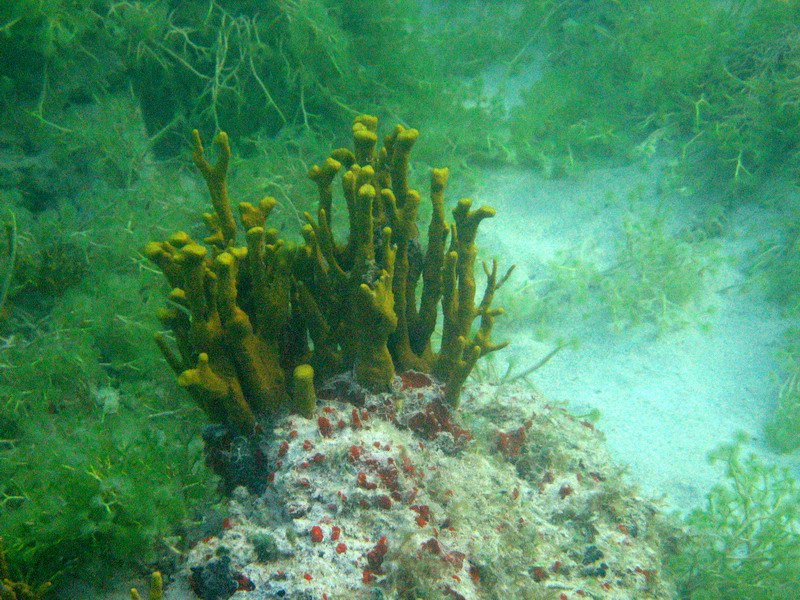 Corals, anemones, ... picture 6400