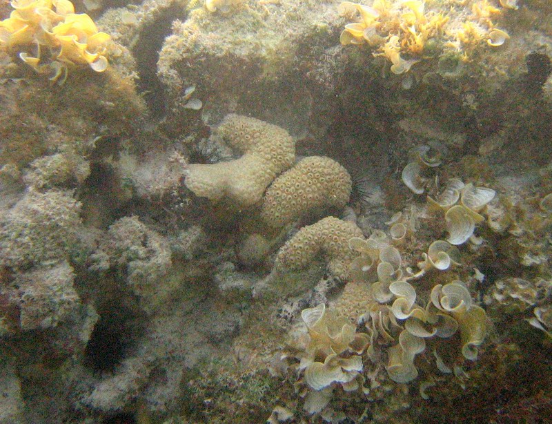 Corals, anemones, ... picture 6413