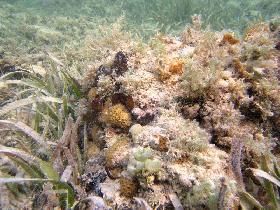 Corals (April 2006) Corals (April 2006)