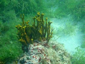 Corals, anemones, ... (April 2006) Corals, anemones, ... (April 2006)