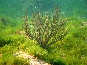 A shoal of young sardines floating near a coral (April 2006) A shoal of young sardines floating near a coral (April 2006)