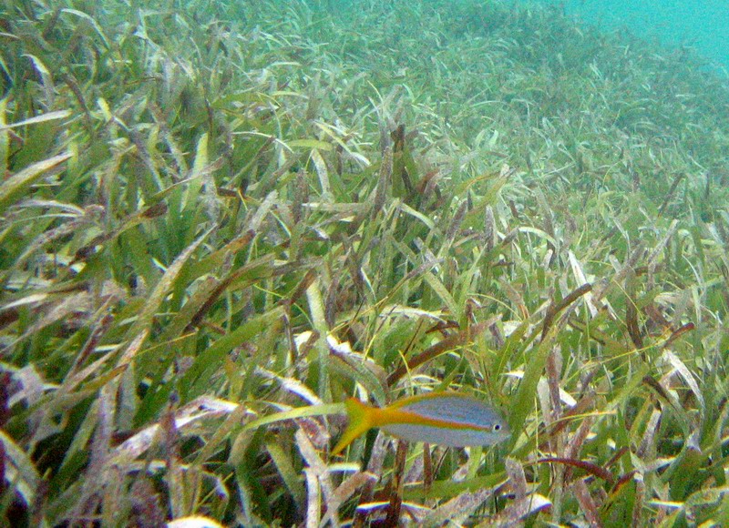 Sea plants picture 6033