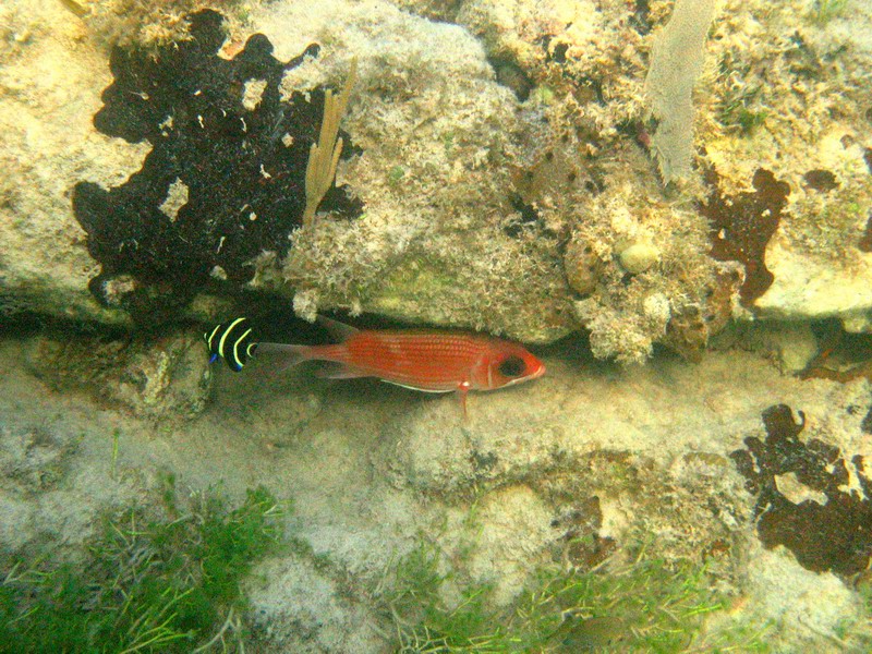 Red squirrel fish hidden under a coral reef