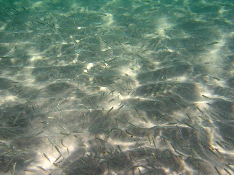 Young sardines