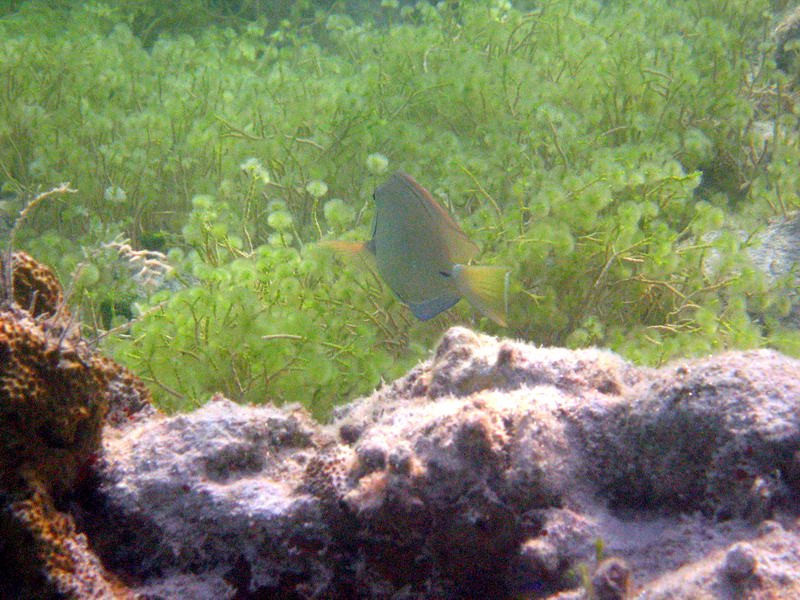 Fish picture 6408