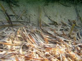 Small fish pretend to be seagrass (April 2006) Small fish pretend to be seagrass (April 2006)