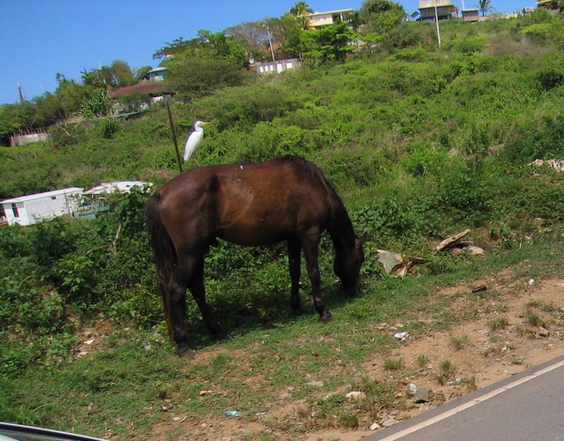 Horse with heron