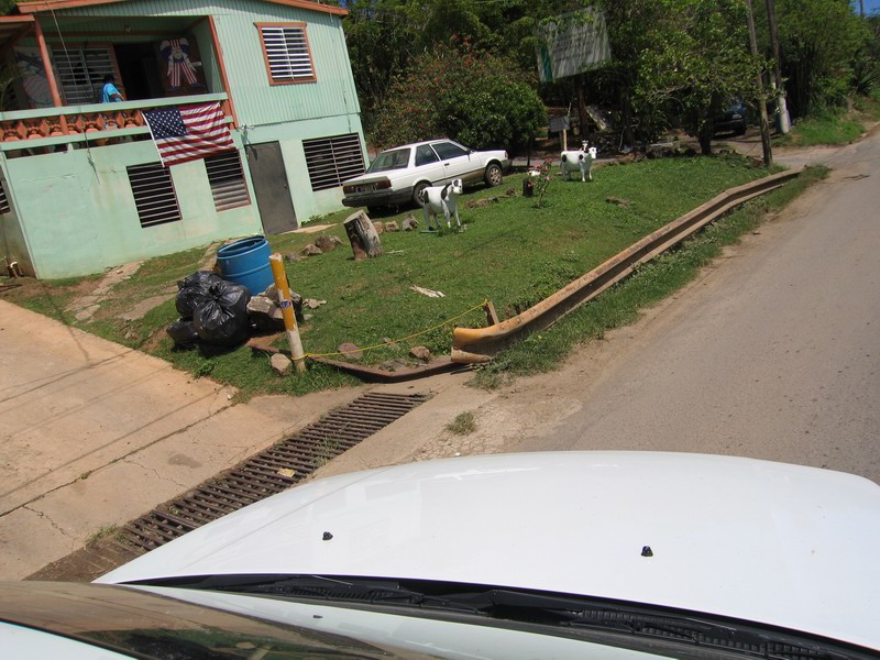 Plastic cows near the route