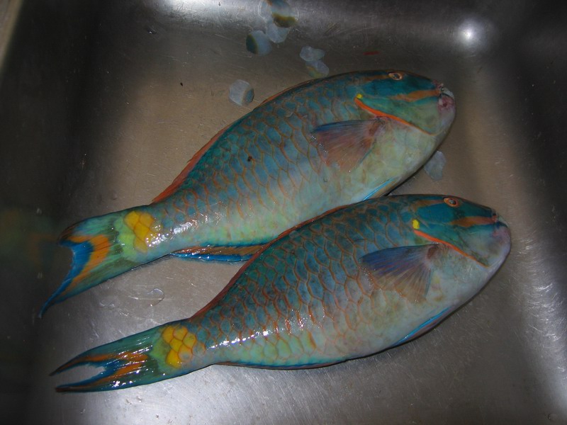 Parrot Fish for a dinner picture 6544