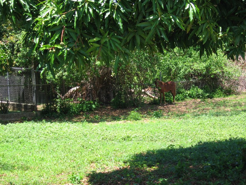 While cleaning the fish, a horse came to our backyard