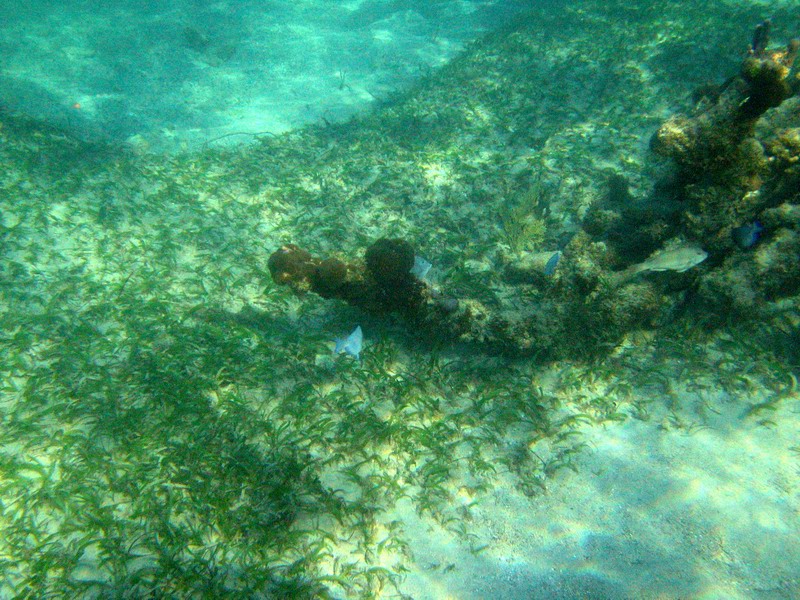 Underwater world picture 6188