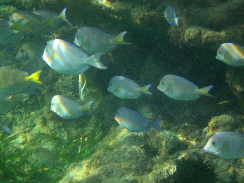 Underwater world picture 6190