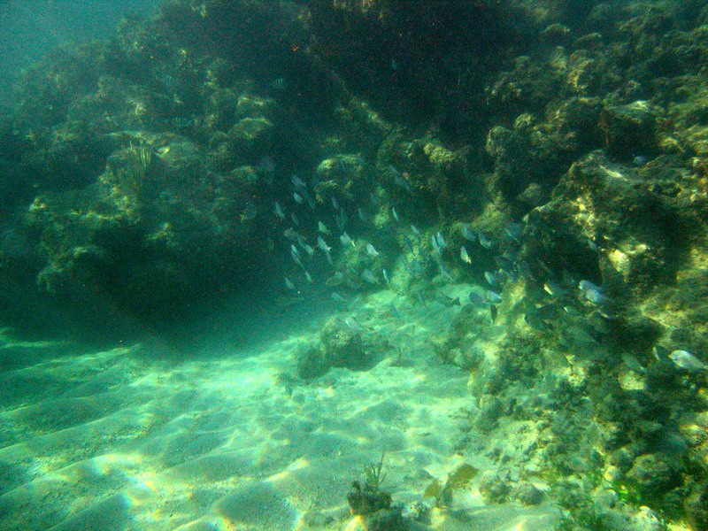 Underwater world picture 6193