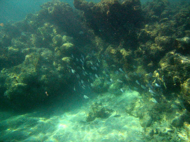 Underwater world picture 6194