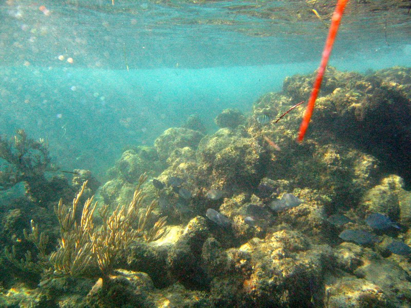 Underwater world picture 6195