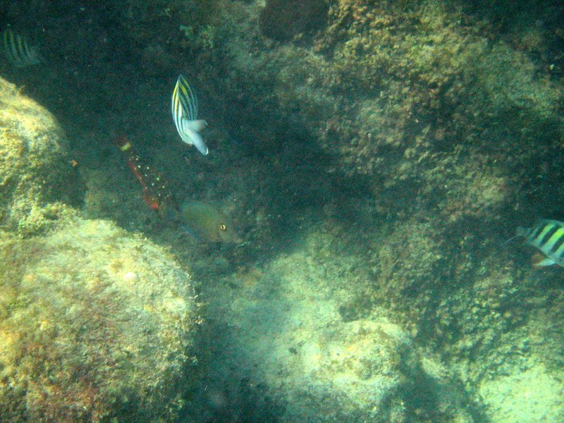 Underwater world picture 6200