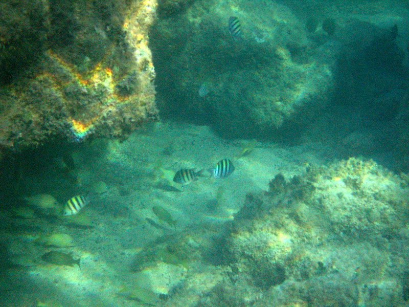 Underwater world picture 6204