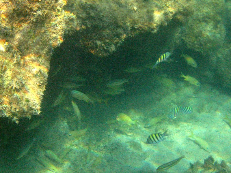 Underwater world picture 6206