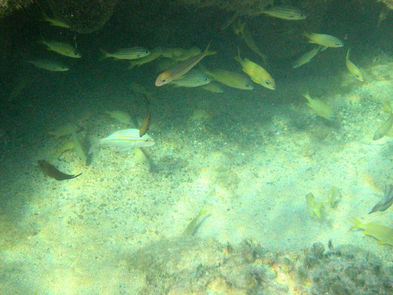 Underwater world picture 6213