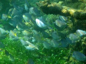 Shoal of blue tangs (April 2006) Shoal of blue tangs (April 2006)