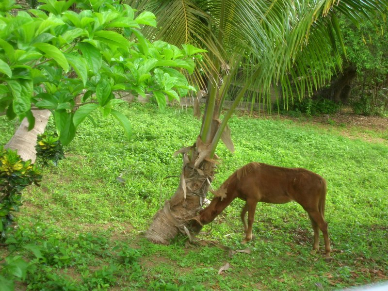 Horses on Vieques 2006 picture 6422