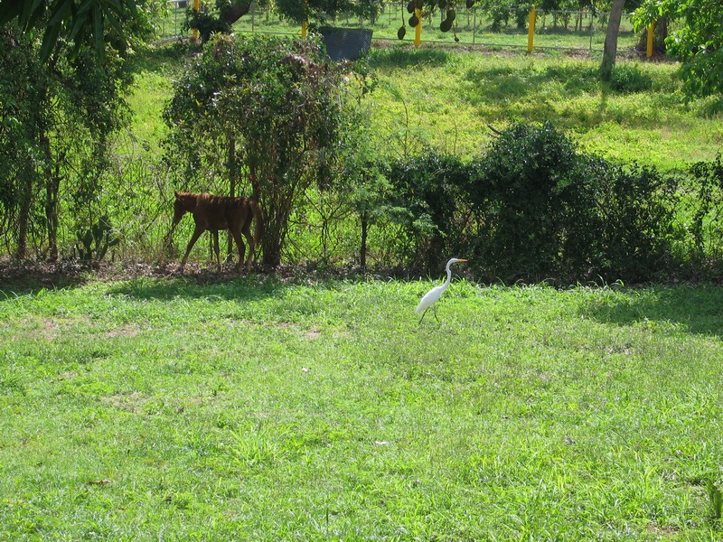 About a Horse, a Heron, and a Woman... picture 6424