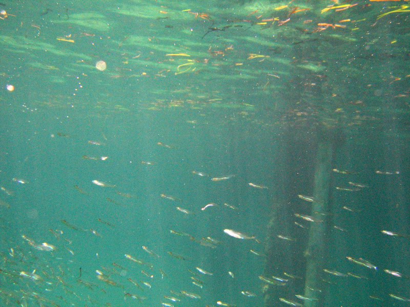 Snorkeling under the old pier in Esperanza picture 6269