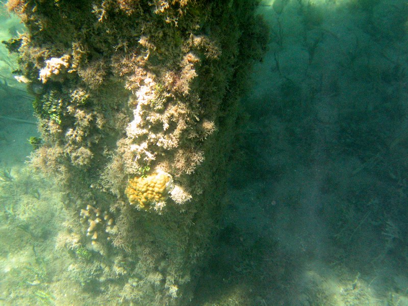 Snorkeling under the old pier in Esperanza picture 6270