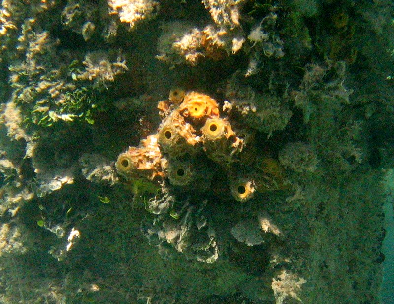 Snorkeling under the old pier in Esperanza picture 6271