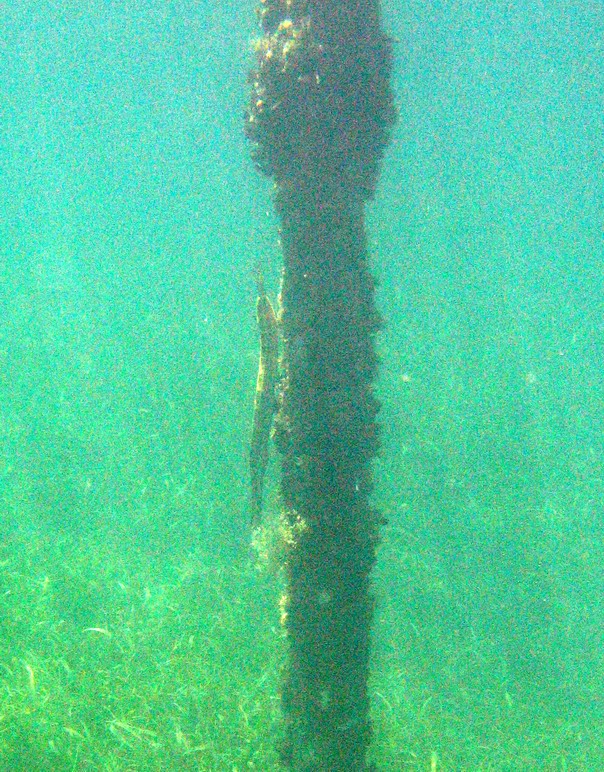 Snorkeling under the old pier in Esperanza picture 6272