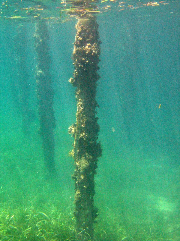 Lurking needle-fish parking vertically on the pillar