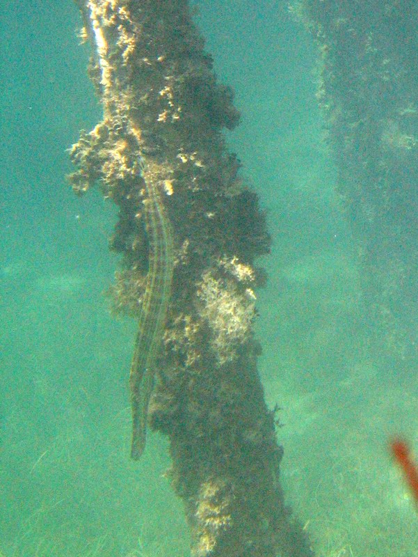 Trumpetfish like to float verticaly