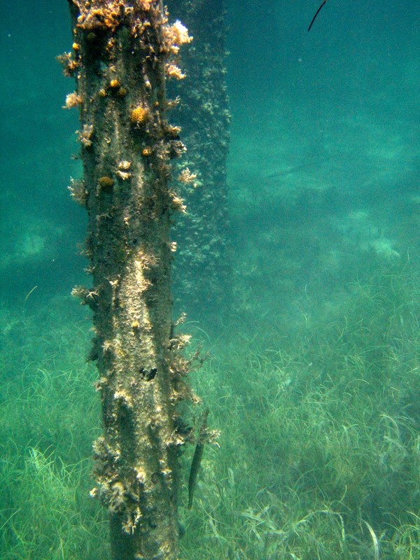 Snorkeling under the old pier in Esperanza picture 6275