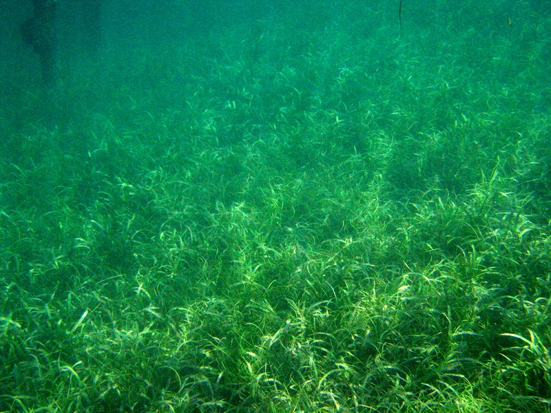 Snorkeling under the old pier in Esperanza picture 6276