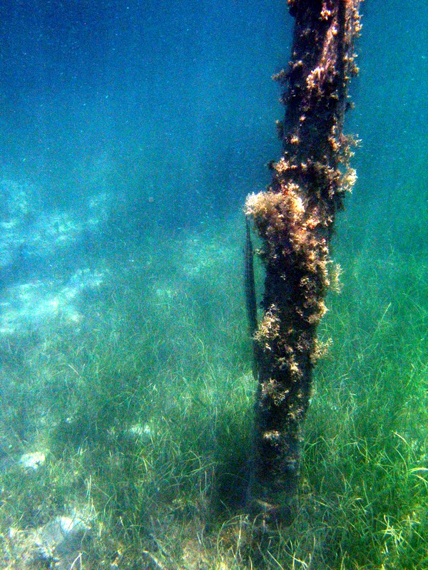 Snorkeling under the old pier in Esperanza picture 6277