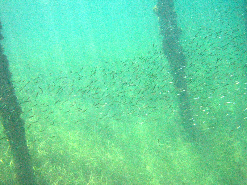 Snorkeling under the old pier in Esperanza picture 6278
