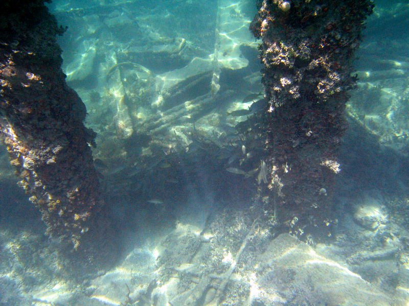 Snorkeling under the old pier in Esperanza picture 6282