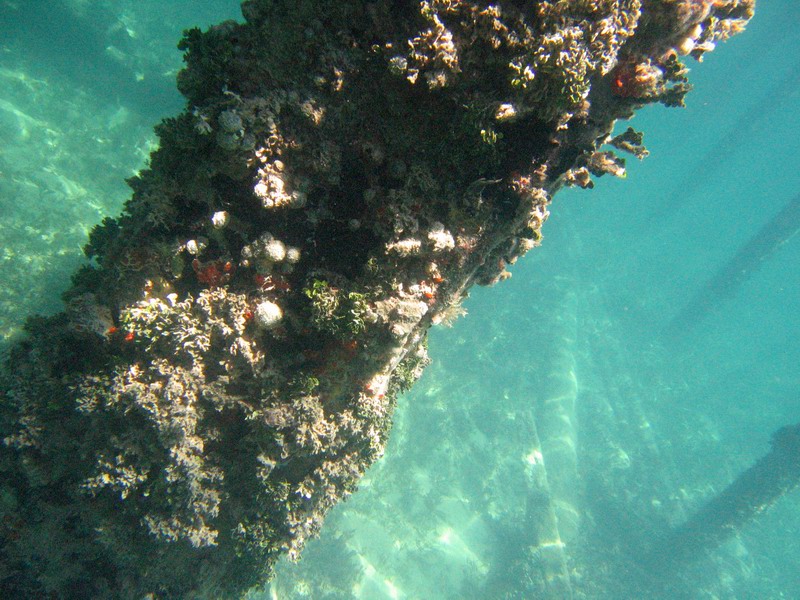 Snorkeling under the old pier in Esperanza picture 6284