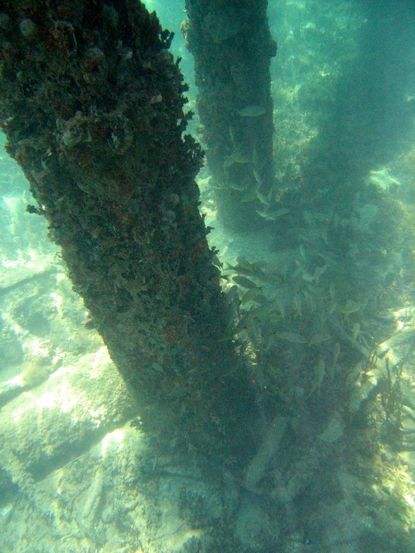 Snorkeling under the old pier in Esperanza picture 6285