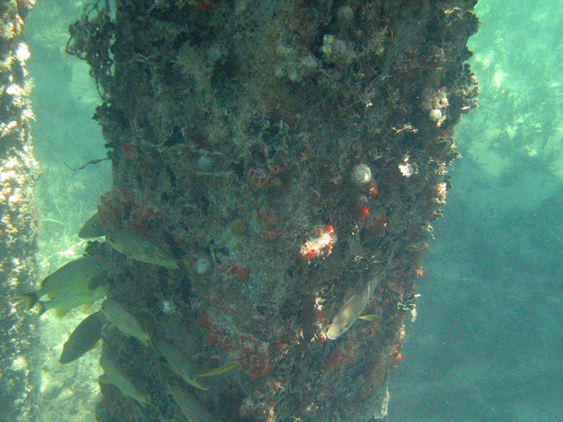 Snorkeling under the old pier in Esperanza picture 6286