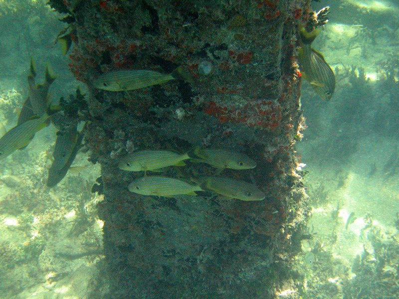 Snorkeling under the old pier in Esperanza picture 6287